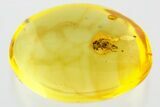 Detailed Fossil Dagger Fly (Empididae) In Baltic Amber #352728-1
